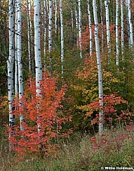 Aspensandmaples092211