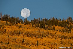 Yellow Aspens White Full Moon 092923 6137 2