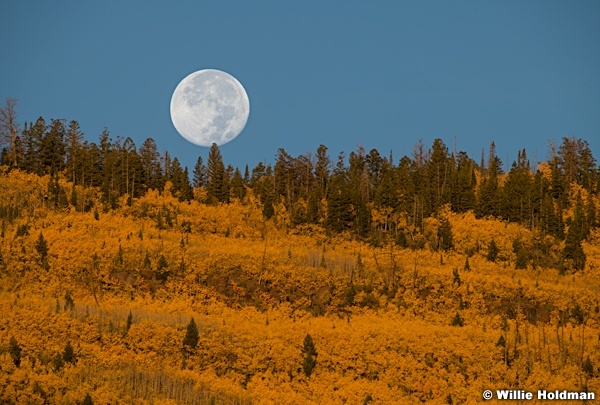 Yellow Aspens White Full Moon 092923 6137 2