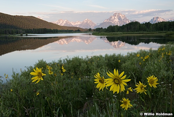 Dasies Tetons 070917 0543 Final