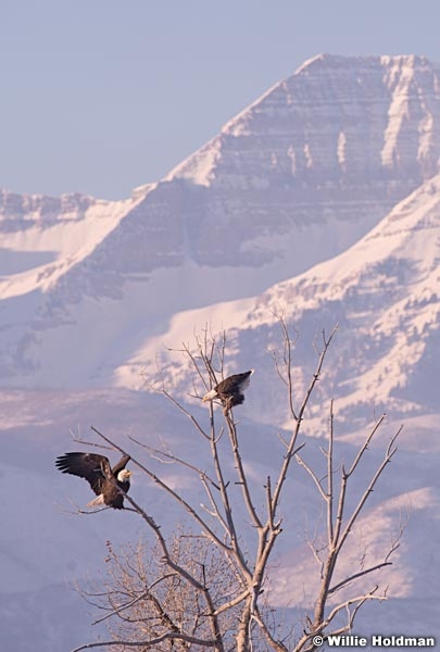 Bald Eagle Timp 011614 6868