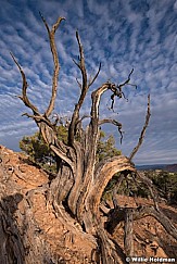 Aged Juniper Tree 092119 1169