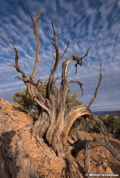 Aged Juniper Tree 092119 1169