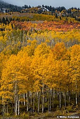 Orange Red Aspens 100523 8867 3 2