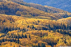 Yellow Aspens Pines 100226 9962