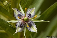 Milkweed Wildflower 052913 6300