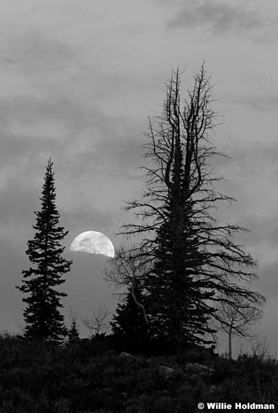 fullmoonsil102210 6837BW