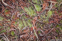 Frozenplants031411 277