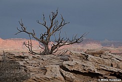 Tree Capitol Reef 021622 6364