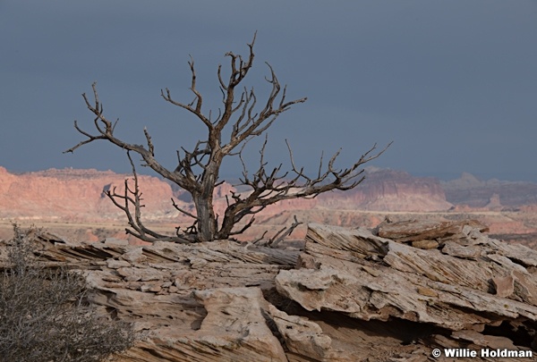 Tree Capitol Reef 021622 6364