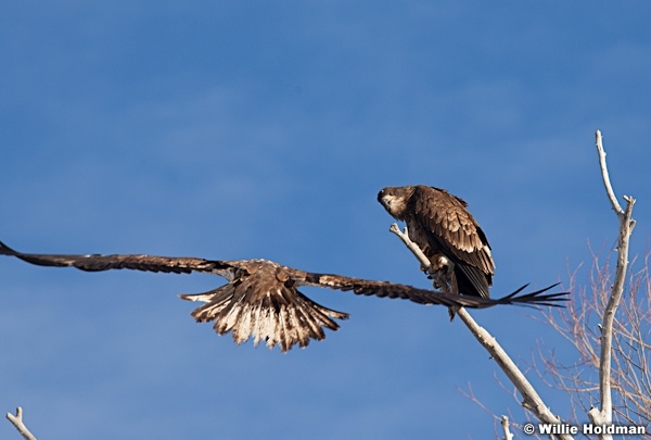 Golden Eagle 010613 333