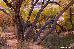 Grand Gulch 101912 1260