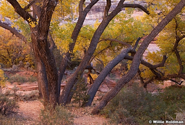 Grand Gulch 101912 1260