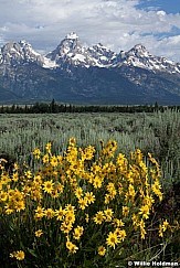 Yellowdasiestetons071811 872