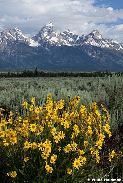 Yellowdasiestetons071811 872