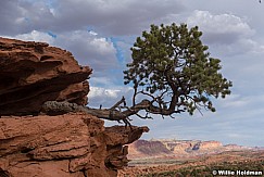 Pinion Capitol Reef Susnet 051921 0073