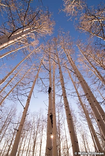 Sunburst Barren Aspens 101813 2949