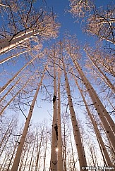 Sunburst Barren Aspens 101813 2949