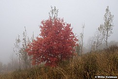 Maple Fog 092216 5012 2