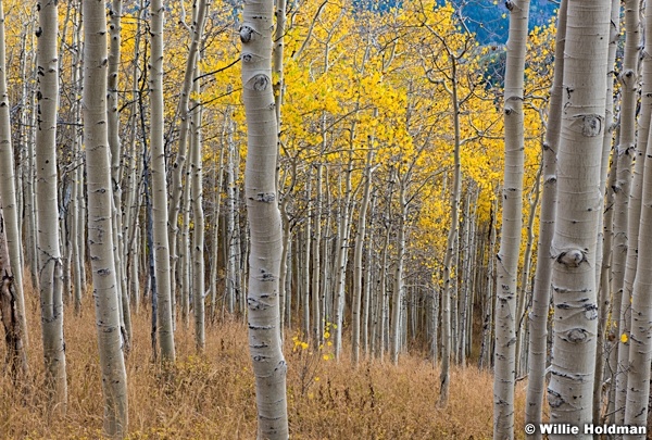 Aspen Grove Colors 093015 3587 3
