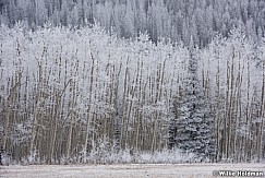 Frosty Trees Wasatch 111716 2894 3