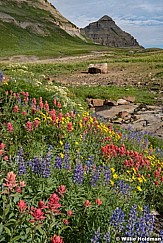 Timpanogos Wildflowers Meadow 072321 8580 8599