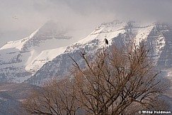 Bald Eagle Timp 020418 1632