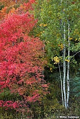 Maple Aspens Maple 092611 50