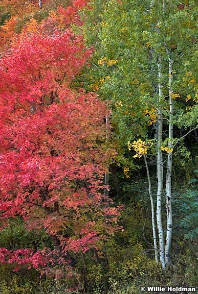 Maple Aspens Maple 092611 50