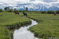 Horse Pasture Tetons 061620 5911 47