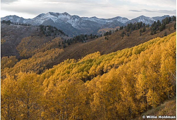 Wasatch Yellow Trail 092921