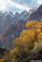 Yellow Cottonwoods Towers 111322 7724