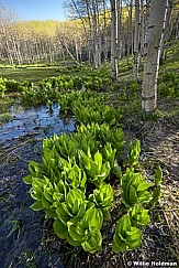 Skunk Cabbage 051517 8224