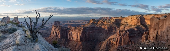 Canyonlands Tree Pano 0322 copy