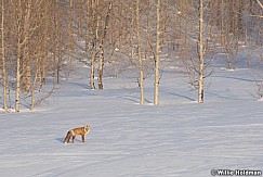 Redtailfox031710 0004