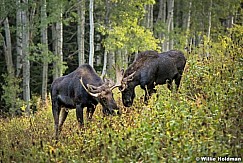 Two Moose Atlers 091717 3