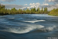 Timnpanogos Provo River 050916 3361