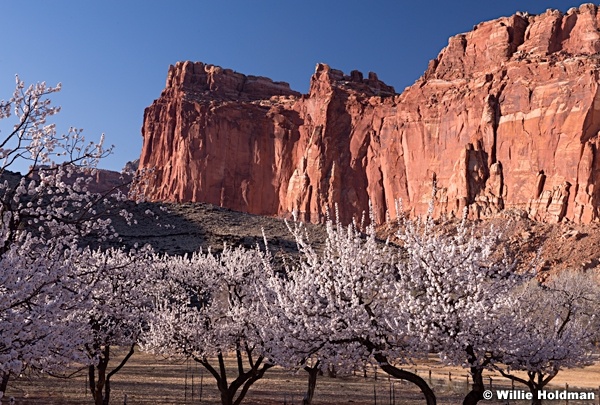 Capitol Reef Blossoms 031414 0103