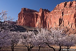 Capitol Reef Blossoms 031414 0103