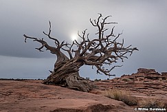 Capitol Reef Tree 021021 1622 5