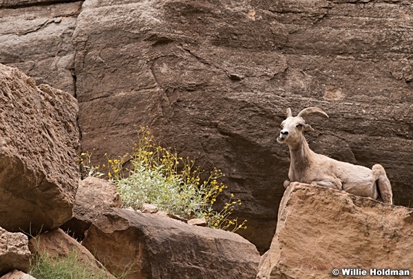 Desert BigHorn Grand Canyon 042417 7162