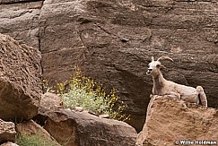 Desert BigHorn Grand Canyon 042417 7162