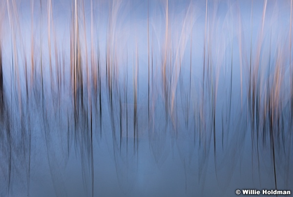 Abstract Grasses 111718 8339 3