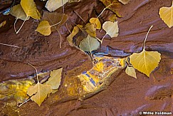 Cottonwood Leaves Mud 102122 3634
