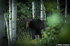 Moose Aspen Grove 082016 0876 3