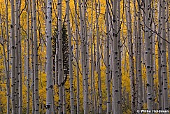 Lone Pine Amongst Aspens 092721 4620