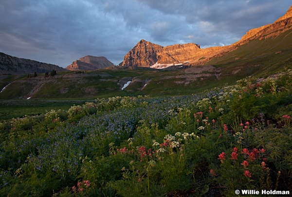Timpanogos Wildflowers 070913 4077
