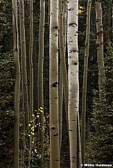 Wet-Aspens-100315-2