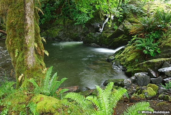 062507olympicrainforest565