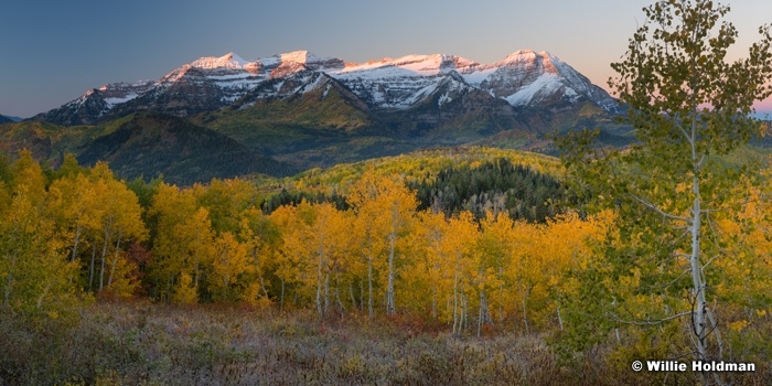 Yellow Aspens Snowy Timp 100523 9433 Pano